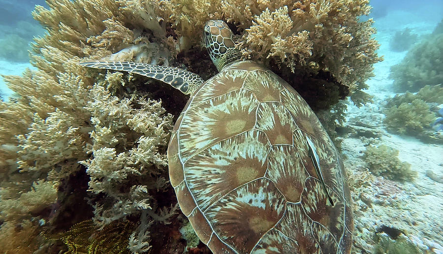 Turtle Hiding Photograph by Paul Ranky - Fine Art America