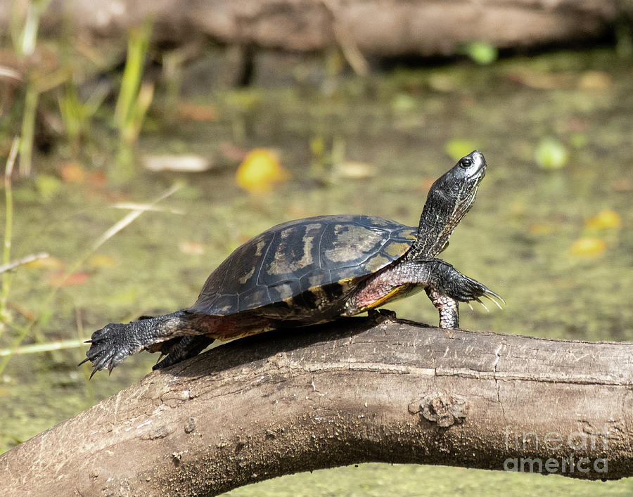 Turtle in an Arkansas Swamp Photograph by Dennis Hammer - Fine Art America