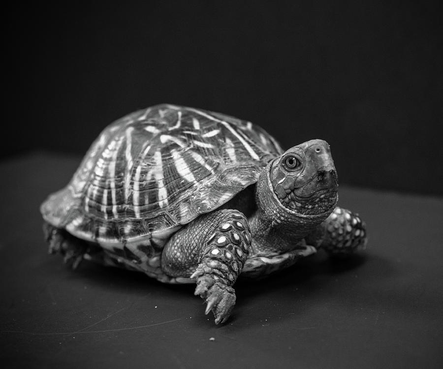 Turtle in black and white Photograph by Toni Hopper