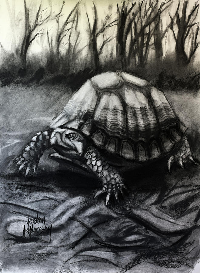 Turtle in Charcoal Drawing by Jordan Henderson