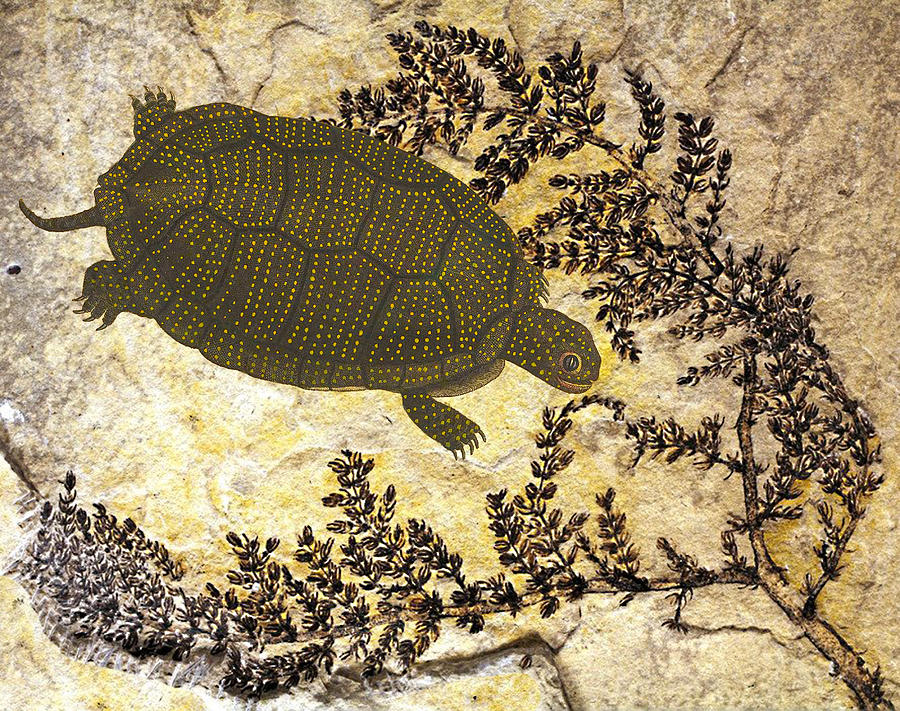 Turtle in Montsechia Mixed Media by Lorena Cassady