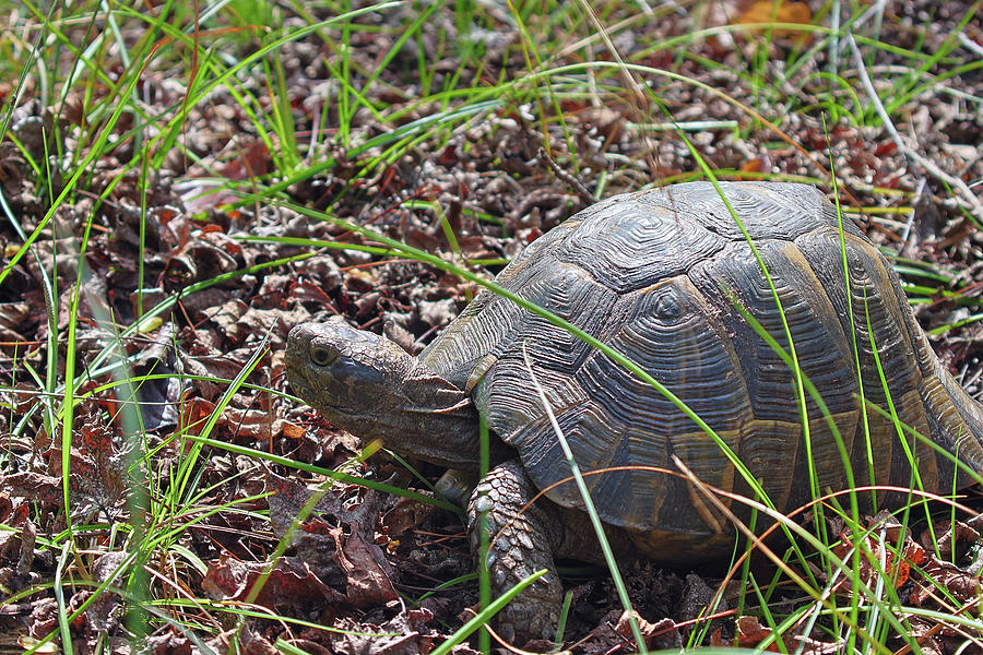 Turtle In The Jungle Photograph by Mehmet hasan Gorguluer - Pixels