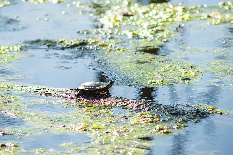 Turtle in the Pond Photograph by Amelia Pearn