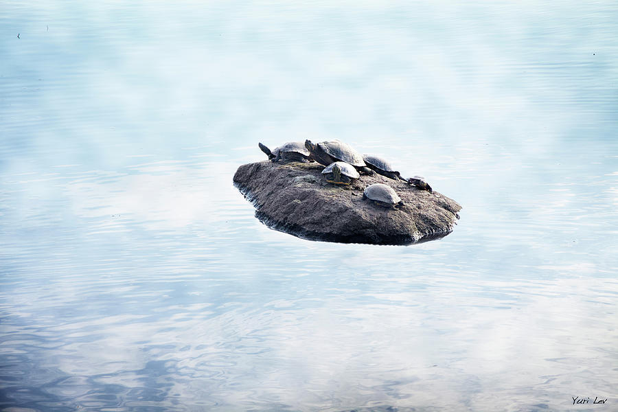 Animal Photograph - Turtle Island by Yuri Lev