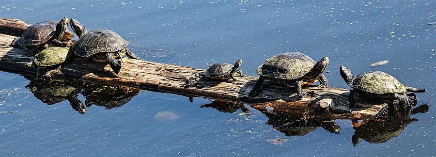 Turtle Photograph by John Linnemeyer