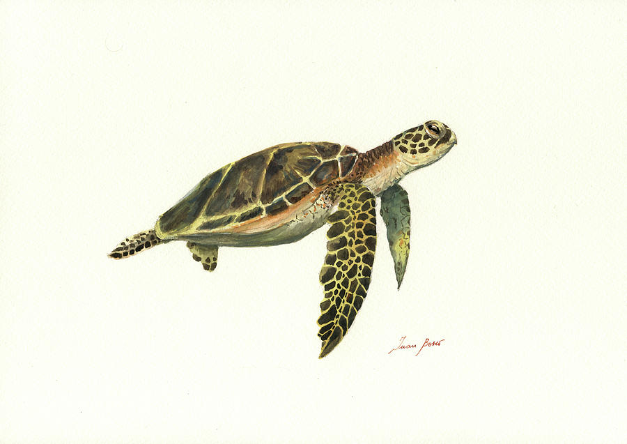 Turtle Painting by Juan Bosco