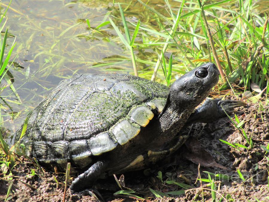 Turtle Land Photograph by Tabitha Stephenson - Fine Art America