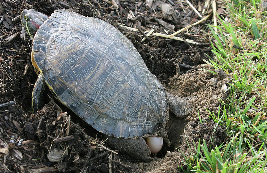 Turtle Laying Egg Photograph By Allan Levin Fine Art America 6526