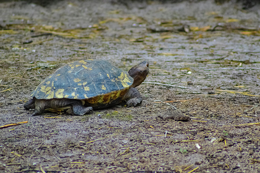 Turtle Leaving Photograph by Suzanne Torres Tankersley - Fine Art America