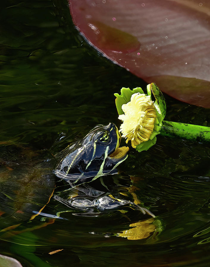 Turtle Munching on Water Lily Photograph by Cindy McIntyre
