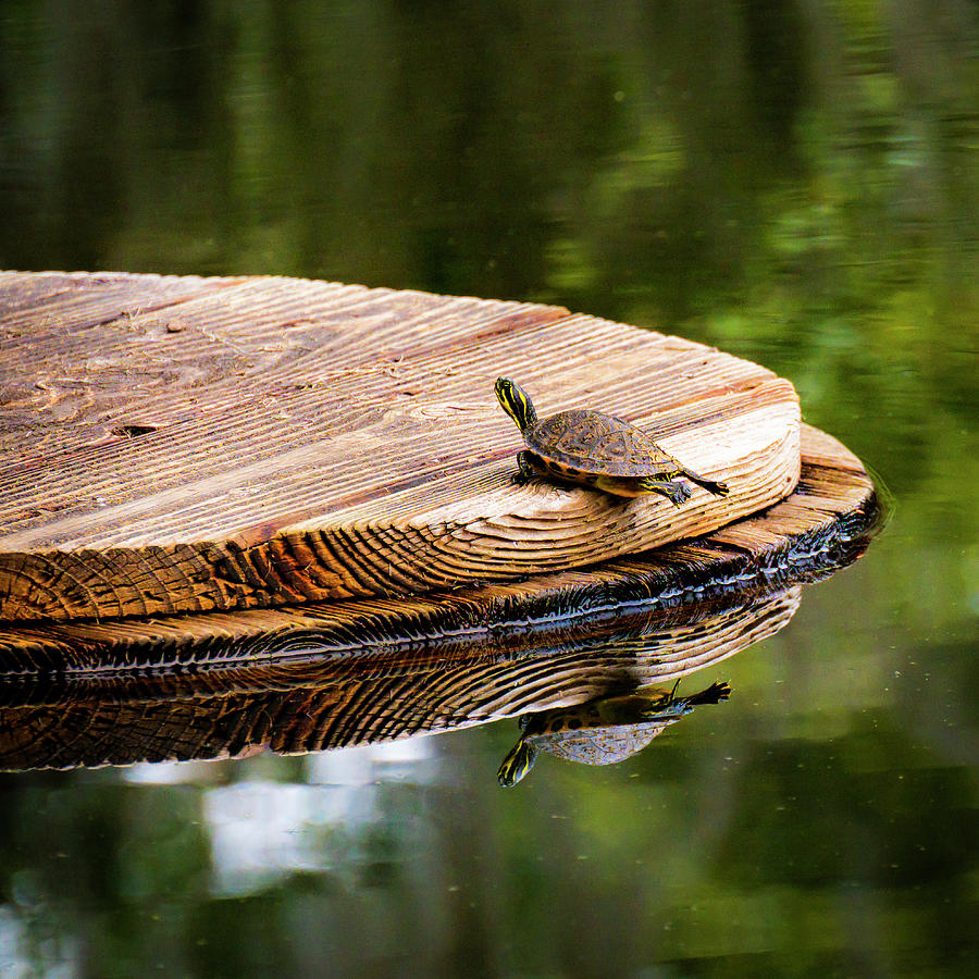 Turtle on a Floating Platform Photograph by CJ Uricks - Fine Art America