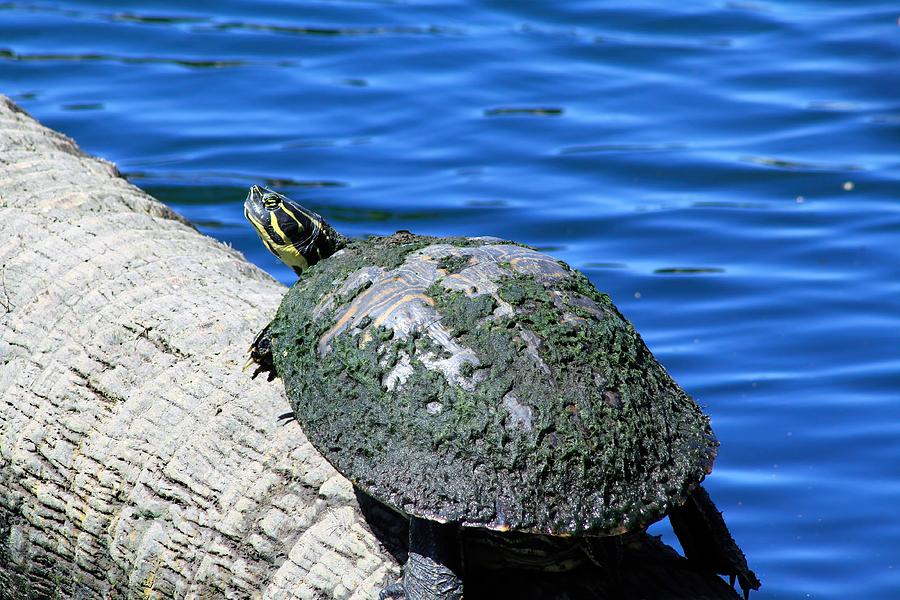 Turtle on a Log Photograph by David Beard - Fine Art America