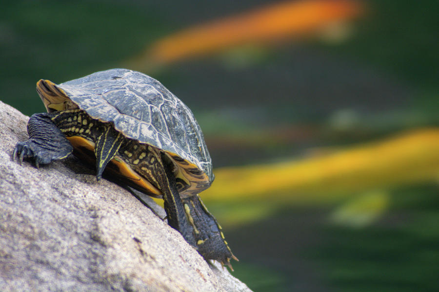 Turtle On A Rock Photograph by Siyano Prach