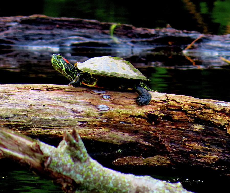 Red-eared Slider Turtle on Log at Palmyra Nature Cove Photograph by Linda Stern