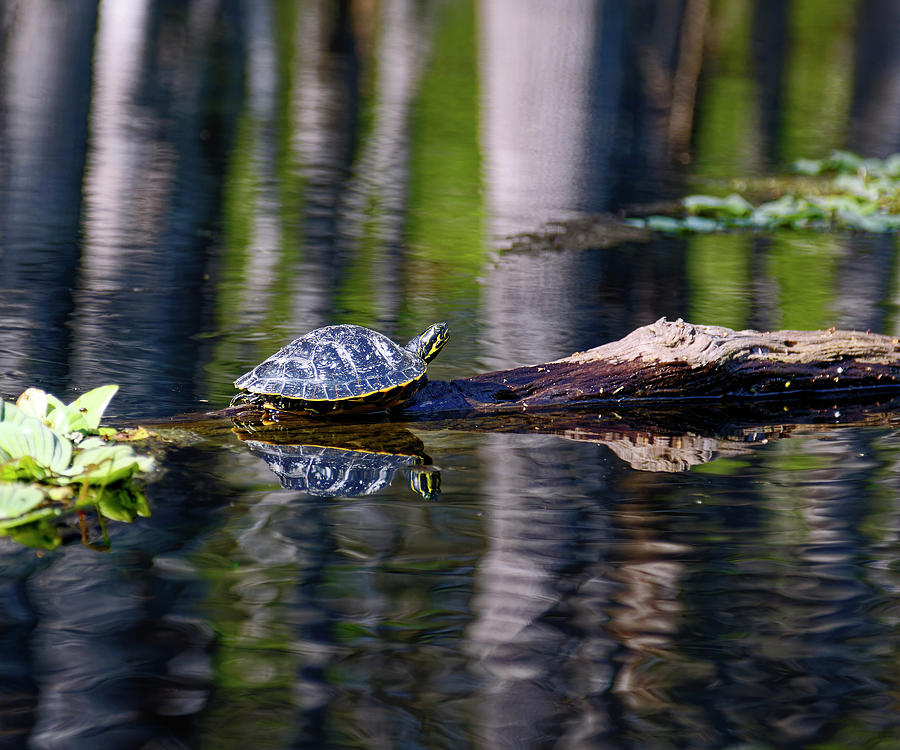 Turtle On Log Photograph By Sally Weigand 