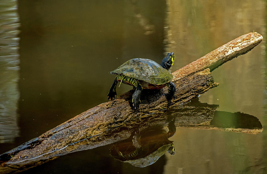 Turtle on Log Photograph by TJ Baccari - Pixels