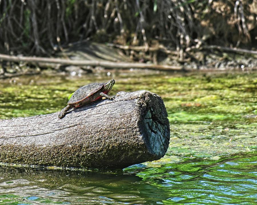 Turtle on Log, Wingra Creek, Madison, WI 2 Photograph by Steven Ralser