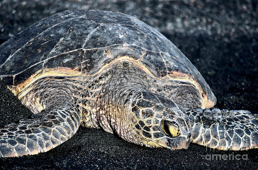 Turtle on Punaluu Beach Photograph by Debra Banks