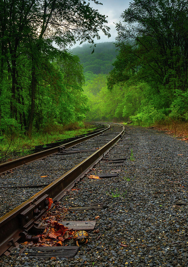Turtle on the Tracks Photograph by Jason Funk