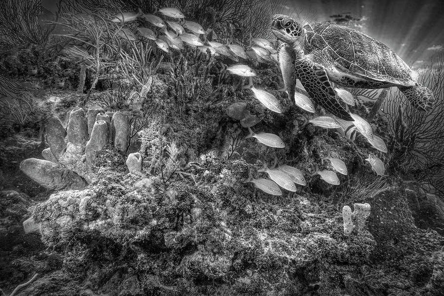 Turtle on the Underwater Reef Black and White Photograph by Debra and Dave Vanderlaan
