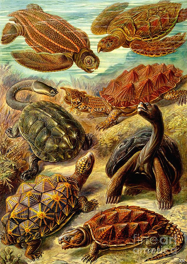 Turtle Palooza Digital Art by Empty St - Fine Art America