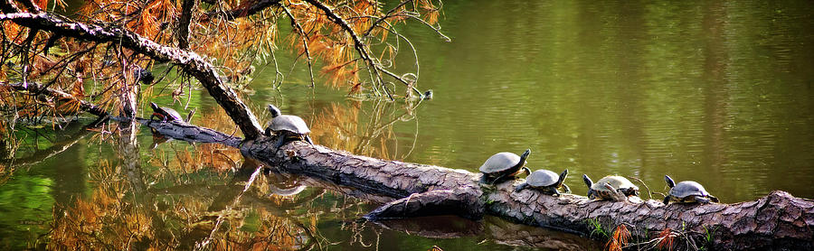 Turtle Panorama Photograph by Brian Wallace