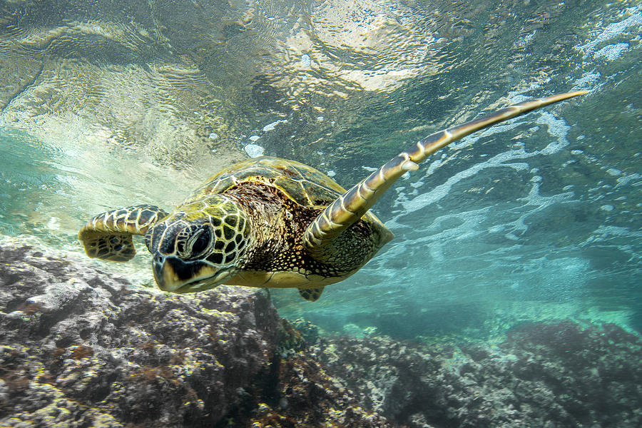 Turtle Patrol Photograph by Leonardo Dale