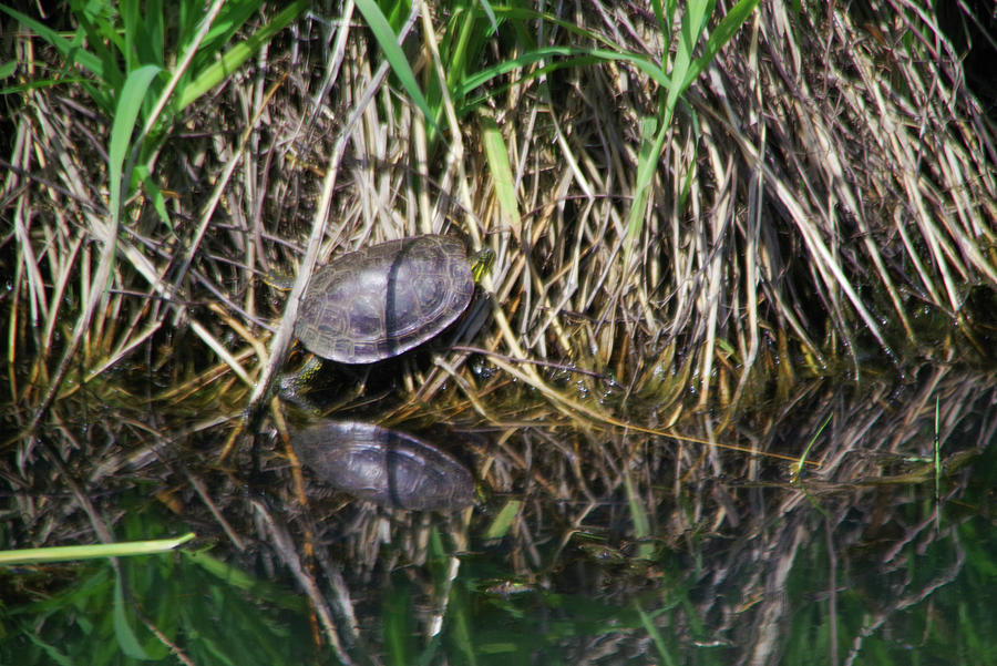 Turtle pond side Photograph by Jeff Swan - Fine Art America