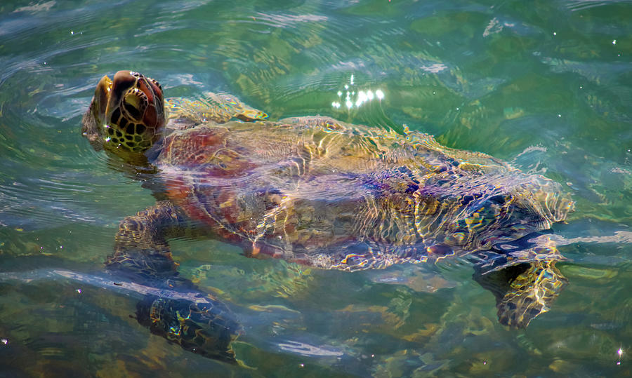 Turtle Power Photograph by Seth Wiseman | Fine Art America