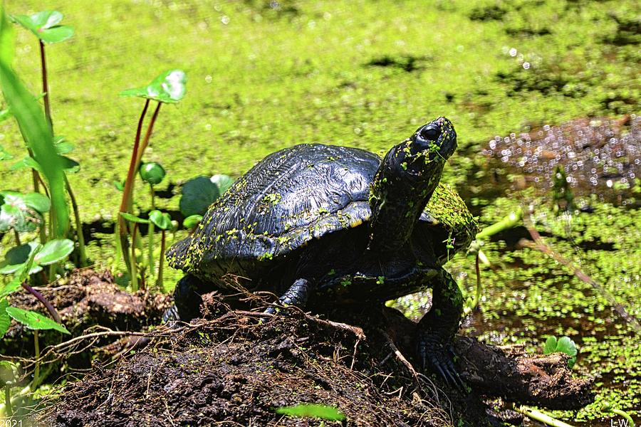 Turtle Profile Photograph by Lisa Wooten - Fine Art America