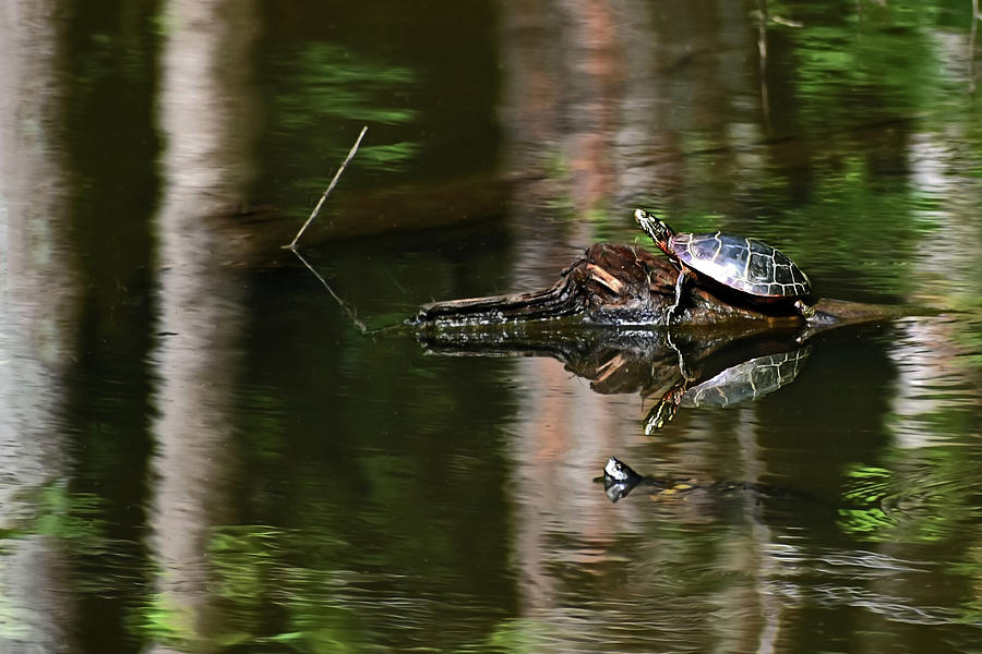 Turtle Reflection 011 Photograph by George Bostian - Pixels