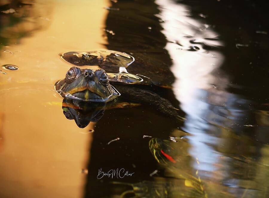 Turtle Reflection Time Photograph by Beverly M Collins - Pixels