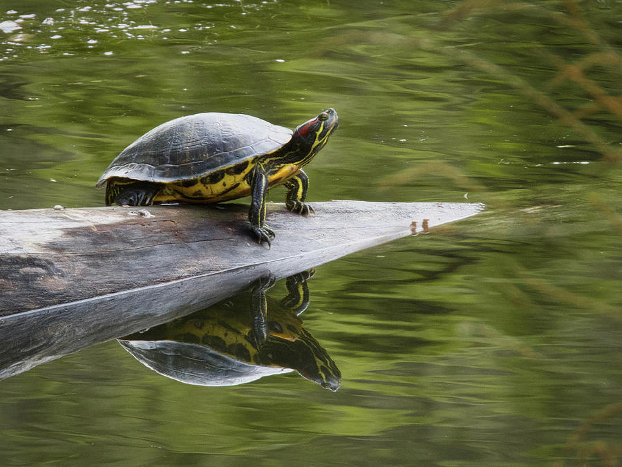 Turtle Reflections Photograph by Jack Wilson