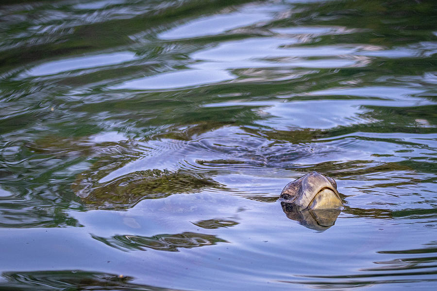 Turtle Photograph - Turtle Ripples by Alec Klobuchar
