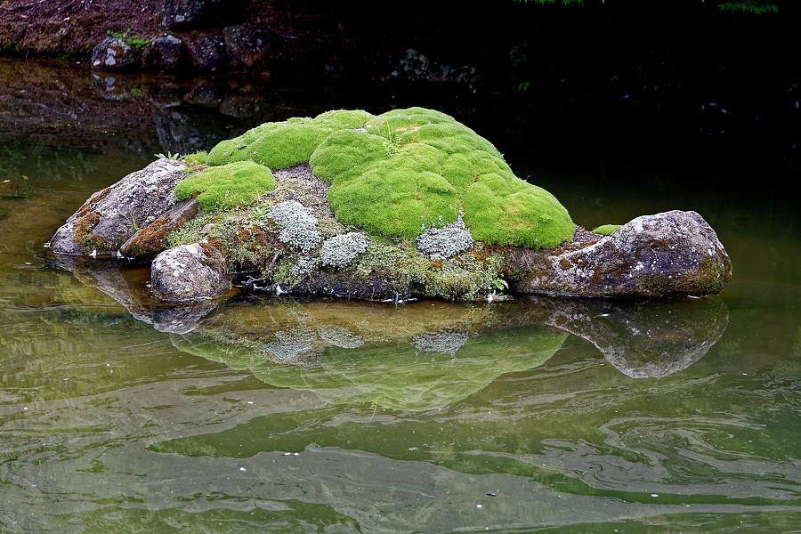 Turtle Rock Photograph by Sally Weigand