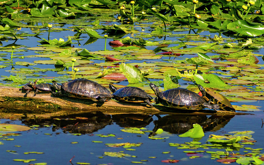 Turtle Row Spa Photograph by Norma Brandsberg