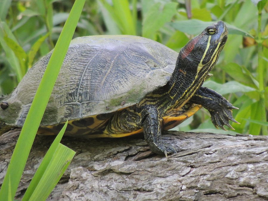 Turtle Photograph by Roy Johansen - Fine Art America