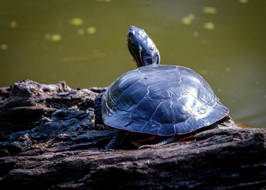 turtle-shell-photograph-by-mike-brickl-fine-art-america