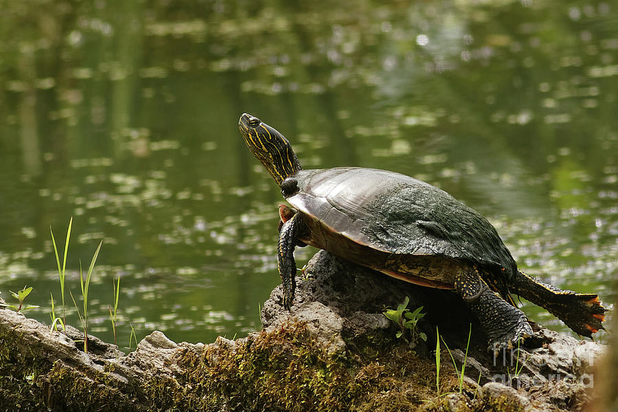 Turtle Staying Cool Photograph by Natural Focal Point Photography