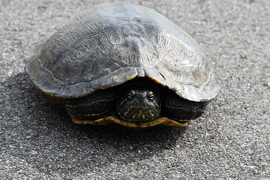 Turtle Photograph by Steve Edwards - Fine Art America