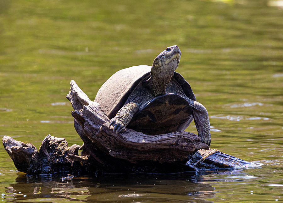 Turtle sunbading in Kruger national Park Pyrography by Willem Roldaan ...