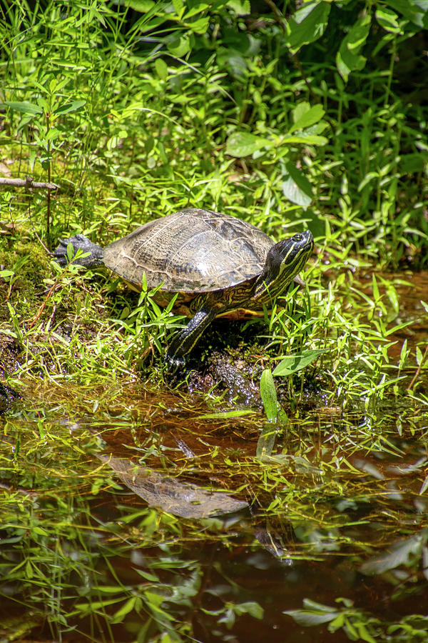 Turtle Sunbathing Photograph by Jean Haynes - Fine Art America