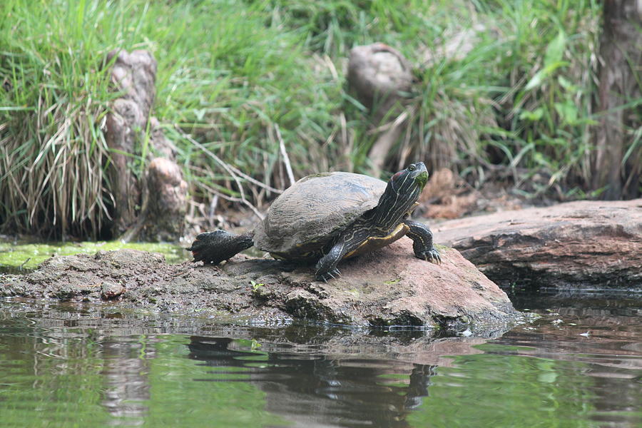 Turtle Sunbathing on Rock Photograph by Leah Tyree - Fine Art America