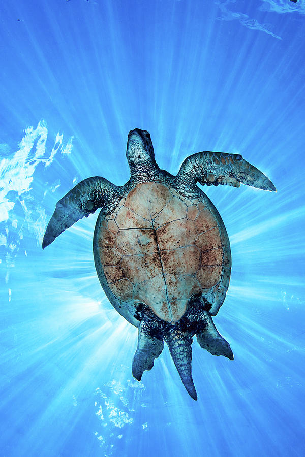Turtle Photograph - Turtle Sunburst by Simon Lorenz