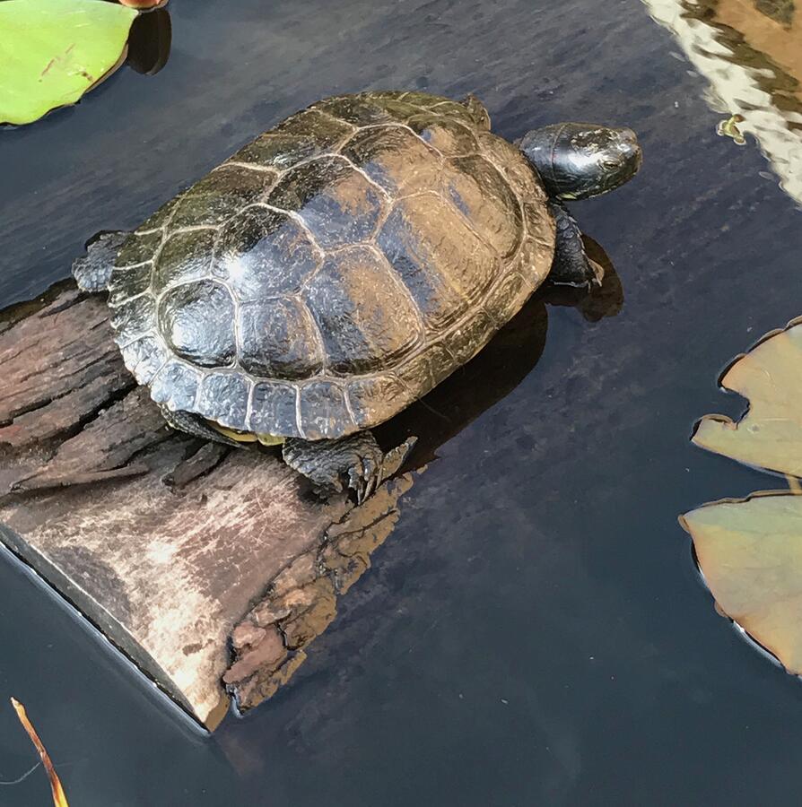 Turtle Sunning Himself Photograph by Shirley Stevenson Wallis - Fine ...