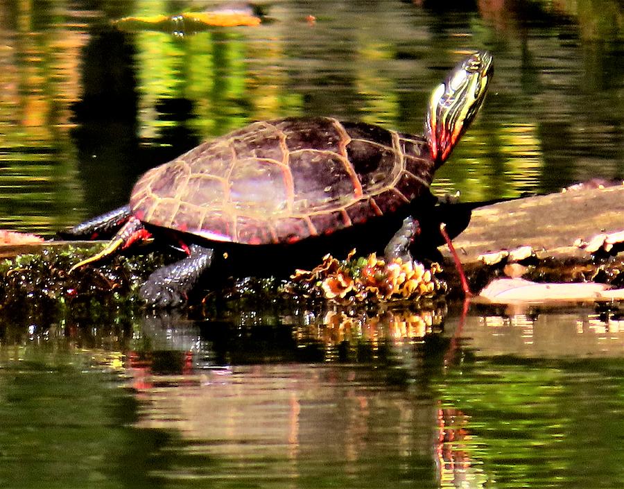 Turtle Sunning Itself in Autumn Photograph by Linda Stern