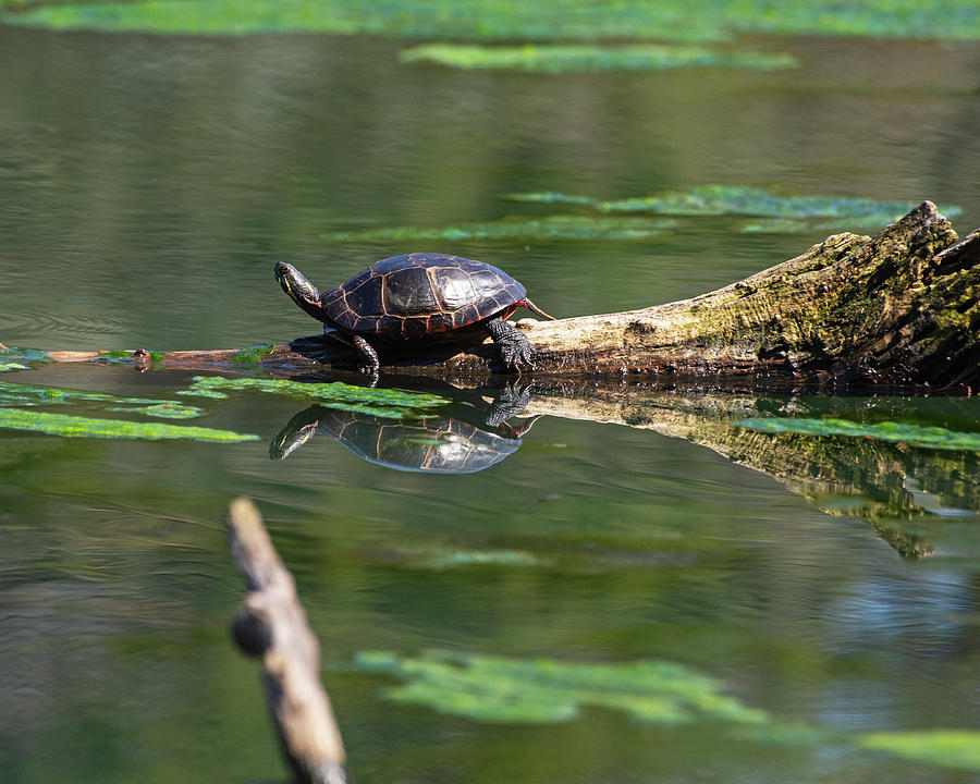 Turtle Sunning on Greenlawn Cemetery Pond Salem Massachusetts Photograph by Toby McGuire
