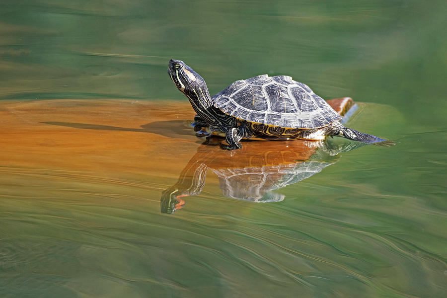 Turtle Sunning Photograph by Sue Cullumber