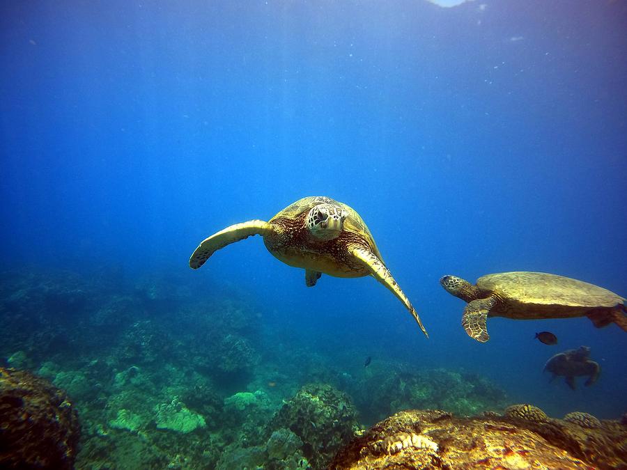 Turtle Sunshine Photograph By Martin Johnson