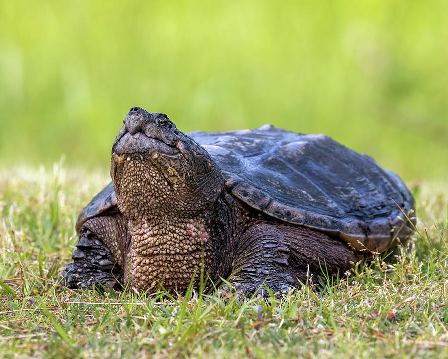 Turtle Surprise Photograph by Alan Raasch - Fine Art America